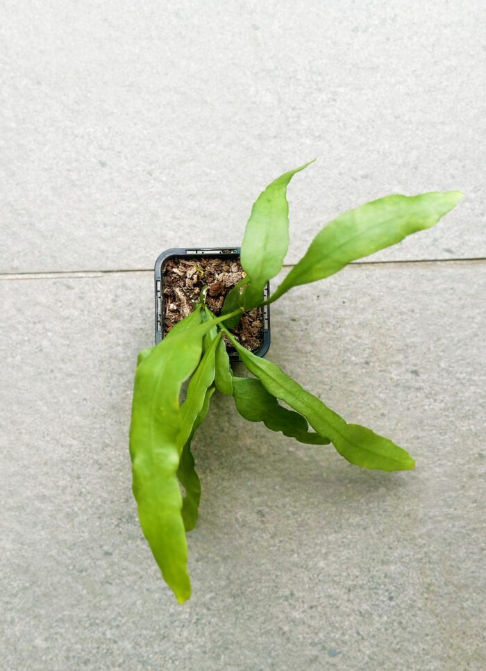 Rhipsalis Ramulosa ‘Mistletoe Cactus’ - 7cm Potted Trailing Plant - Image 3