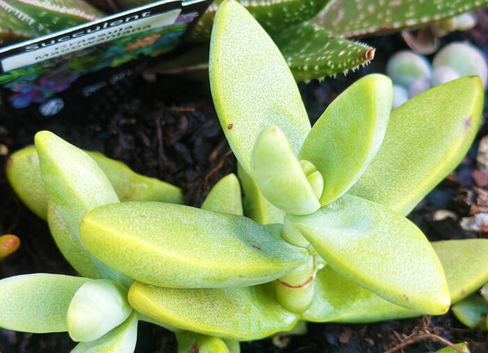 Cutting – Crassula Macowaniana - Image 3