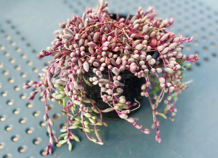 Ruby Necklace, Othonna Capensis – 12cm Potted Plant - Image 3