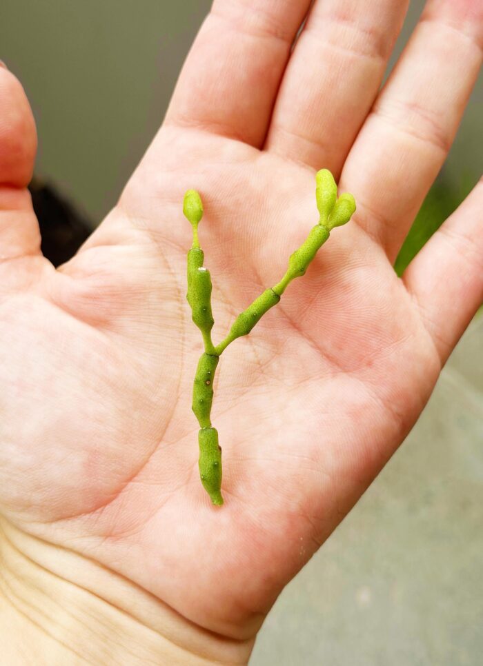 Cutting – Dancing Bones Cactus, Rhipsalis Hatiora Salicornioides - Image 4