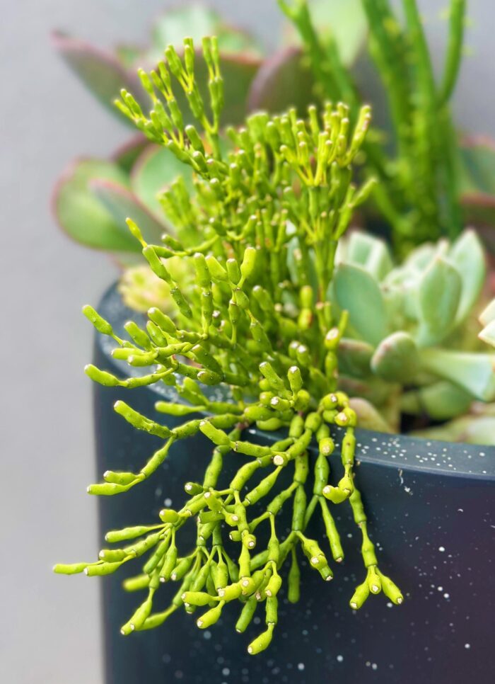 Cutting – Dancing Bones Cactus, Rhipsalis Hatiora Salicornioides - Image 2