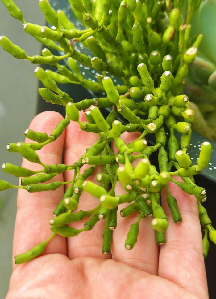 Cutting – Dancing Bones Cactus, Rhipsalis Hatiora Salicornioides