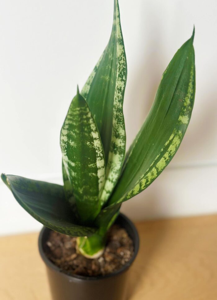 Sansevieria 'Whitney' – 10cm Potted Plant - Image 2