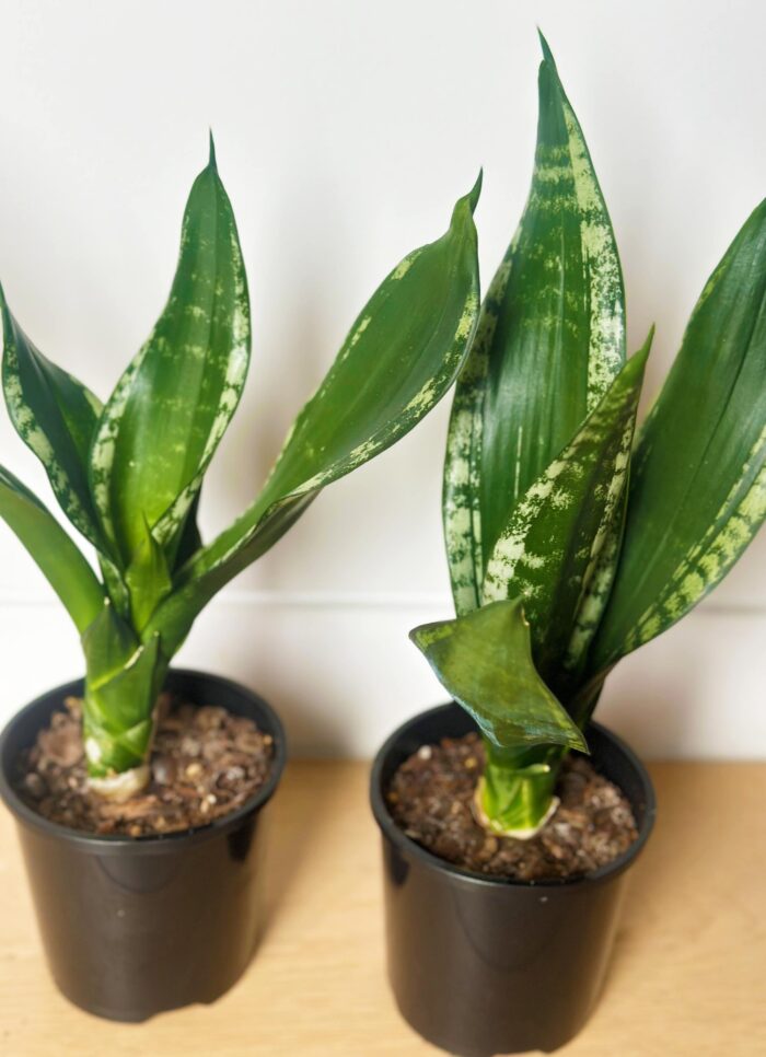 Sansevieria 'Whitney' – 10cm Potted Plant