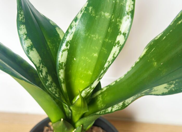 Sansevieria 'Whitney' – 10cm Potted Plant - Image 3