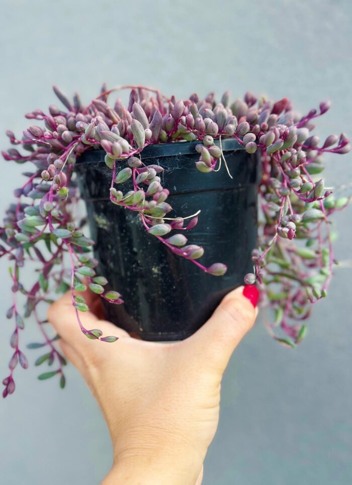 Ruby Necklace, Othonna Capensis – 12cm Potted Plant