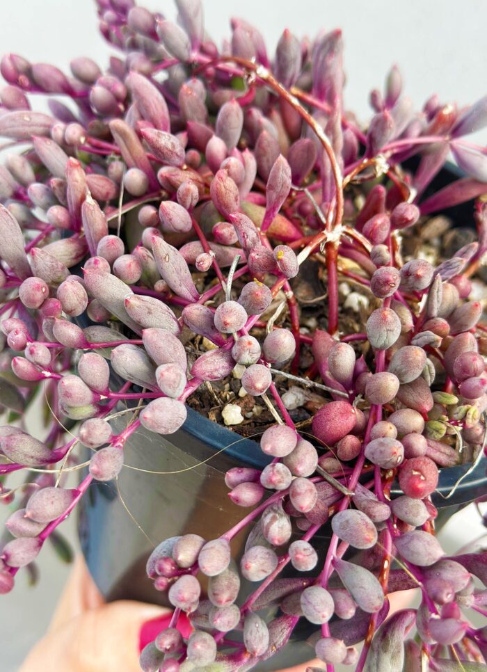 Ruby Necklace, Othonna Capensis – 12cm Potted Plant - Image 2