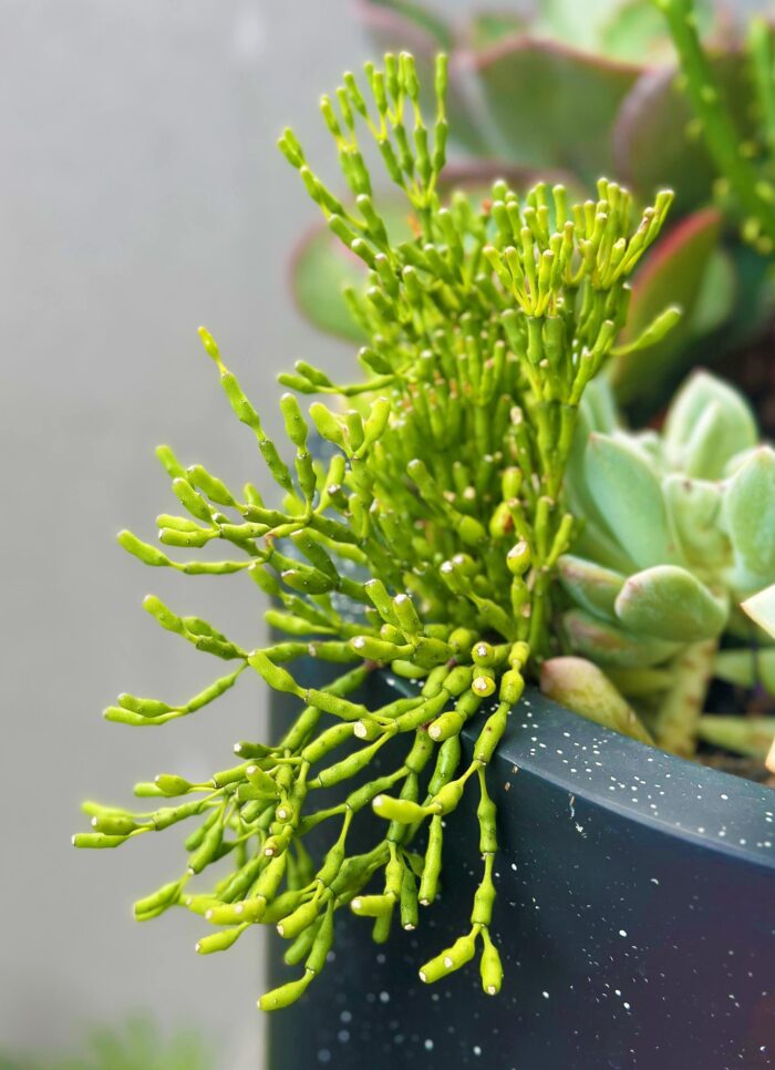 Cutting – Dancing Bones Cactus, Rhipsalis Hatiora Salicornioides - Image 3