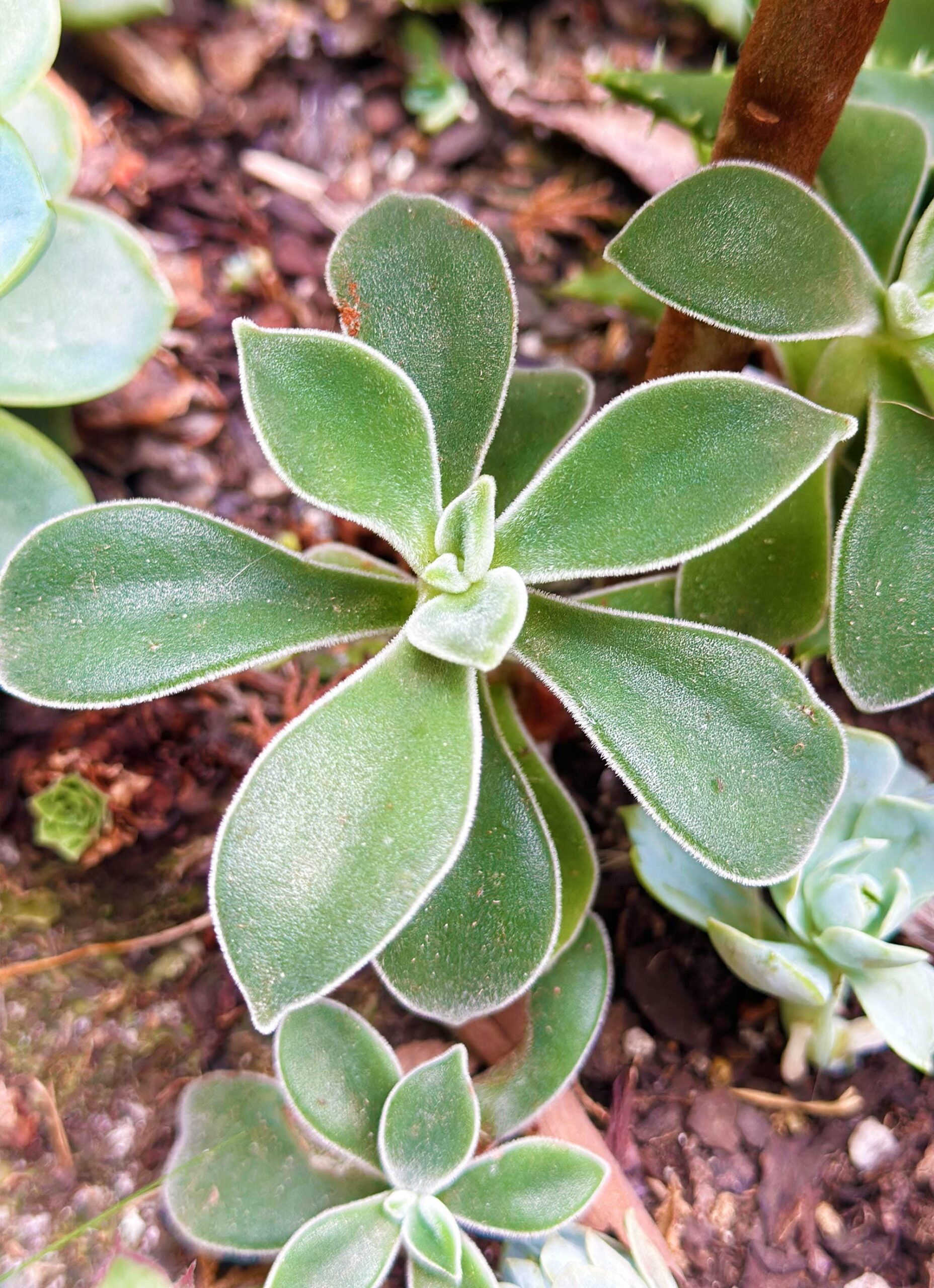 Cutting – Echeveria Pulvinata 'Frosty' - Image 2