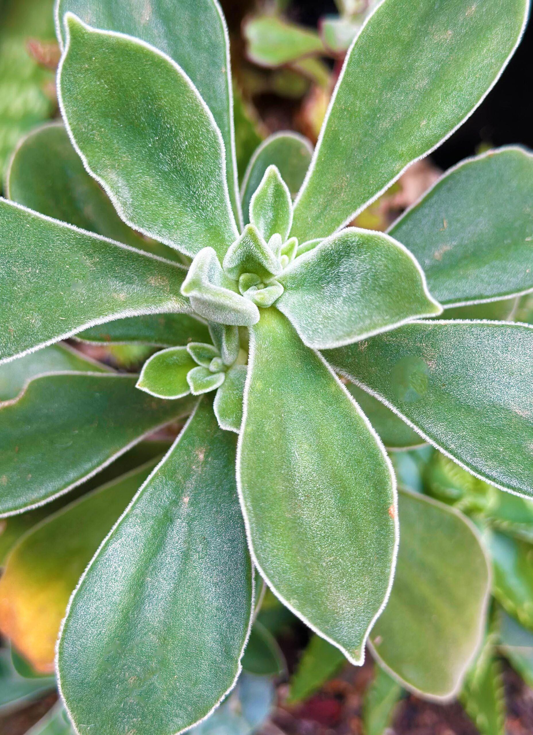 Cutting – Echeveria Pulvinata 'Frosty'