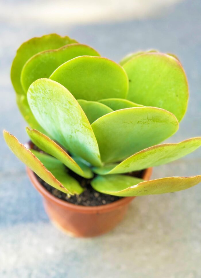 Kalanchoe Flapjack – 13cm Potted Plant