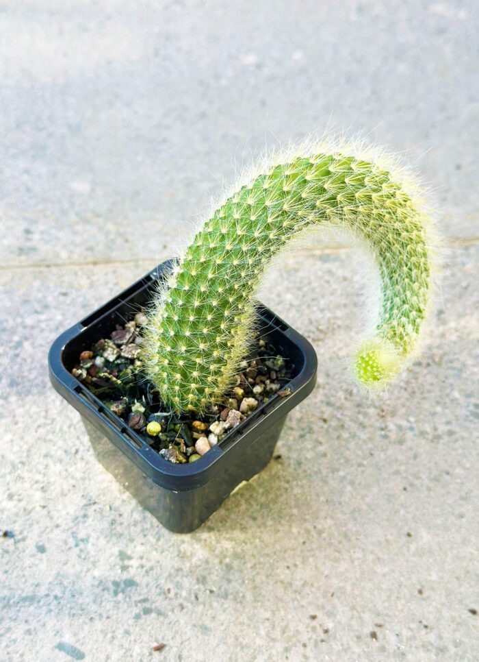 Monkey Tail Cactus – Potted Plant - Image 2