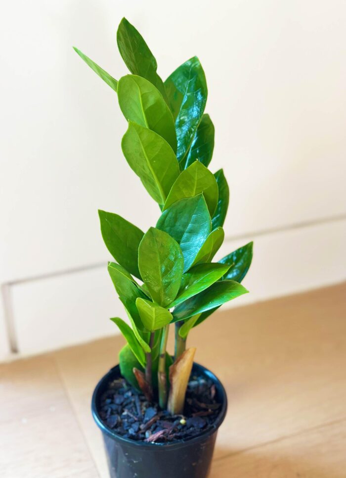 Zanzibar Gem – 9cm Potted Plant - Image 2