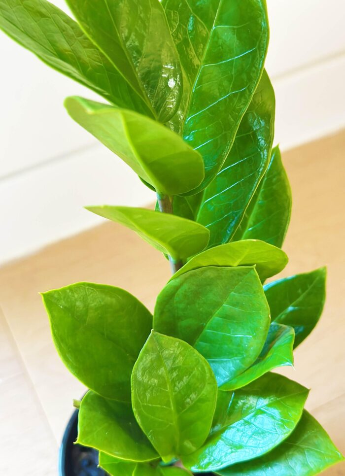 Zanzibar Gem – 9cm Potted Plant