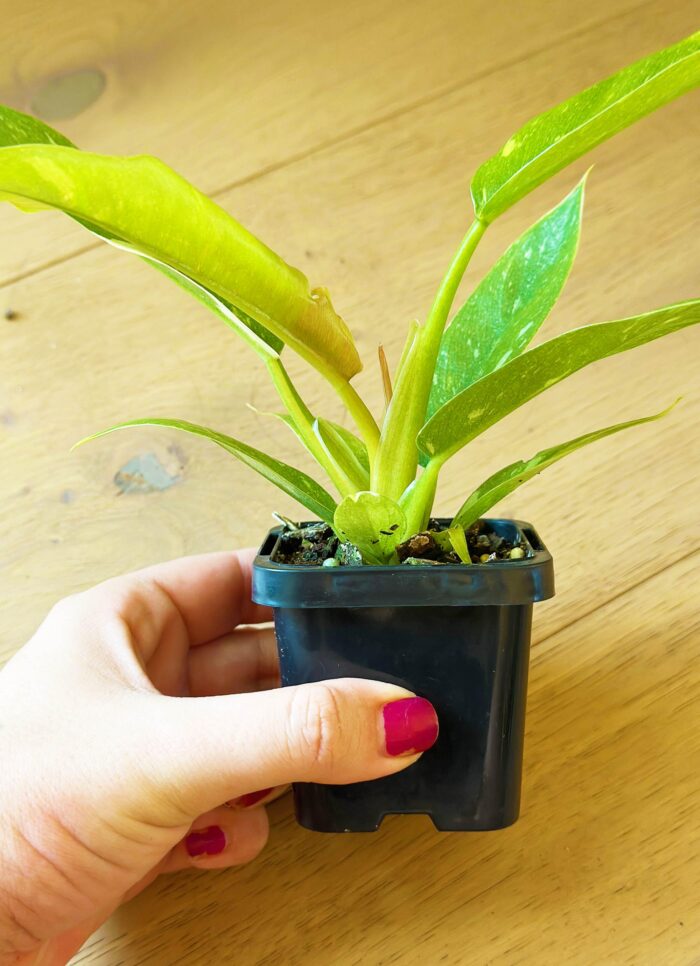 Philodendron Ring of Fire – 7cm Rare Potted Plant - Image 3