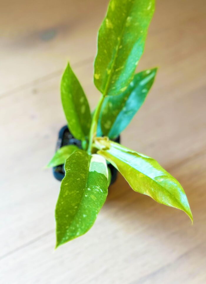 Philodendron Ring of Fire – 7cm Rare Potted Plant