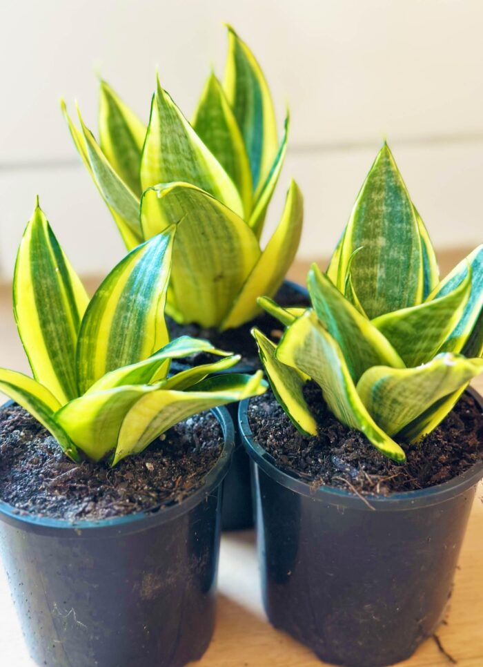 Snake Plant, Mother-in-Law’s Tongue, Golden Hahnii – 10cm Potted Plant - Image 4