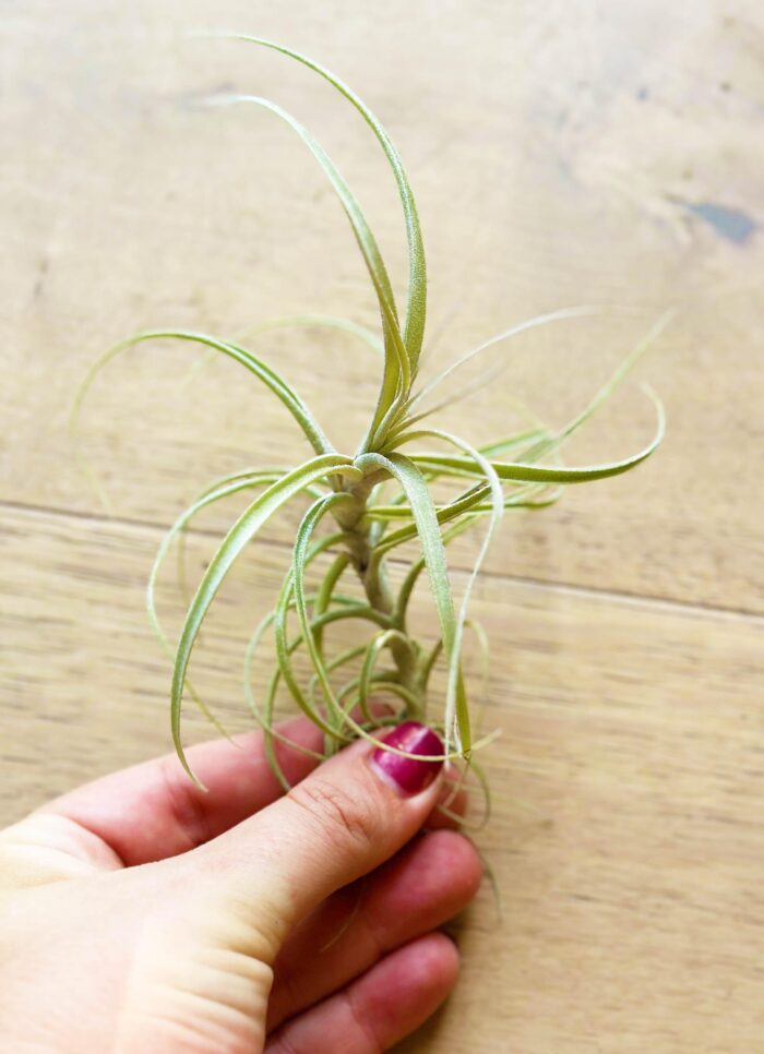 Tillandsia Incarnata (Queroensis) – Air Plant - Image 2