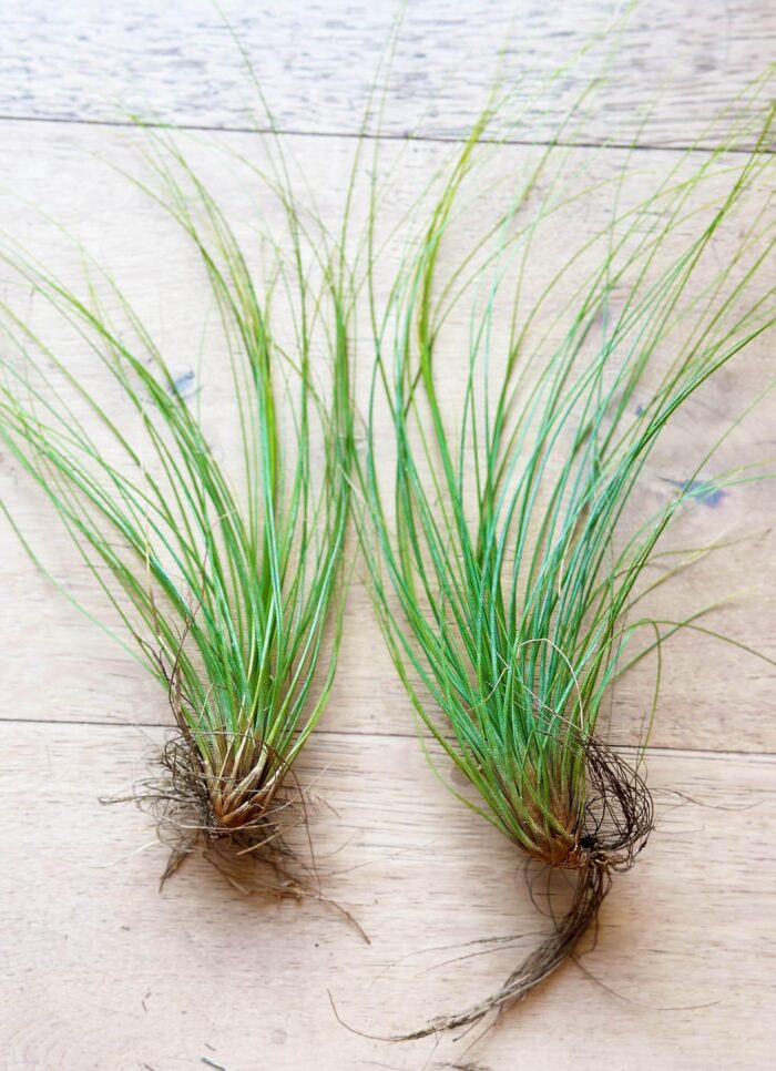 Tillandsia Juncifolia – Air Plant