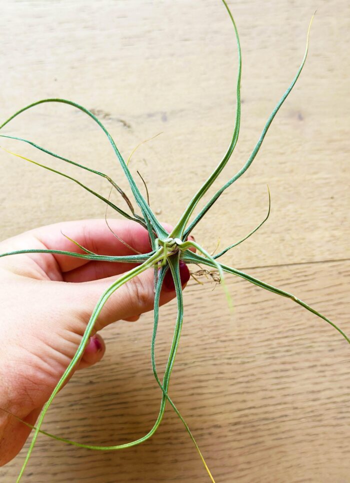 Tillandsia Schiedeana – Air Plant - Image 3
