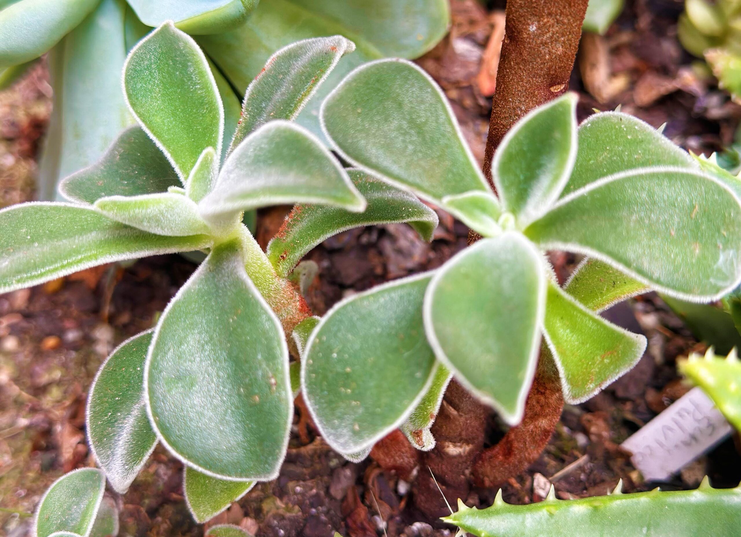 Cutting – Echeveria Pulvinata 'Frosty' - Image 3