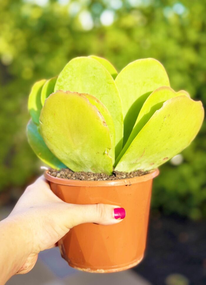 Kalanchoe Flapjack – 13cm Potted Plant - Image 2