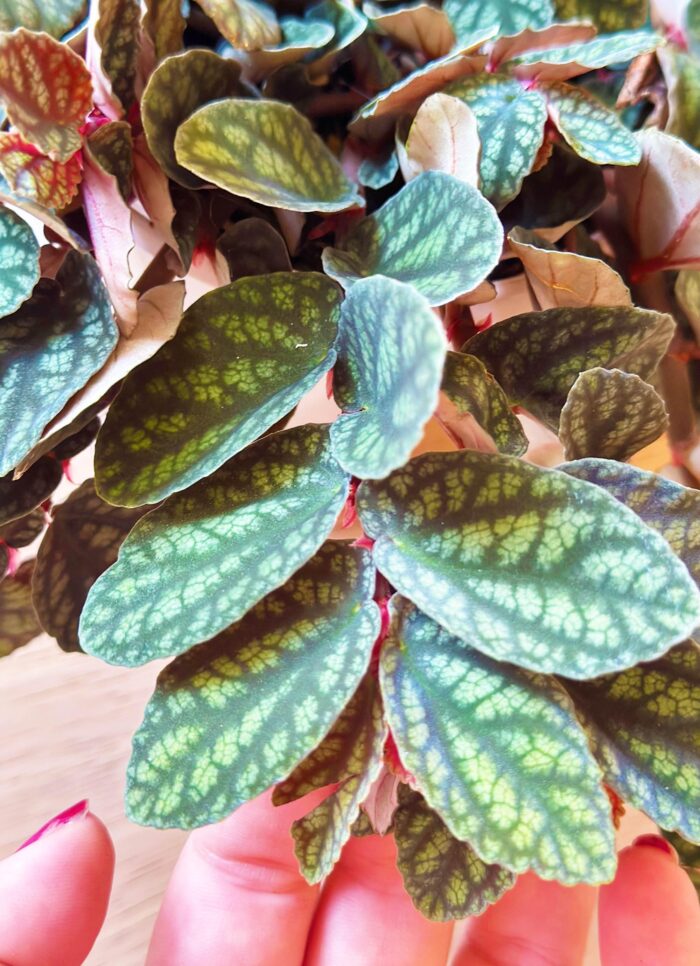 Watermelon Pellionia, Pellionia Repens v. Pulchra – 13cm Potted Plant - Image 2