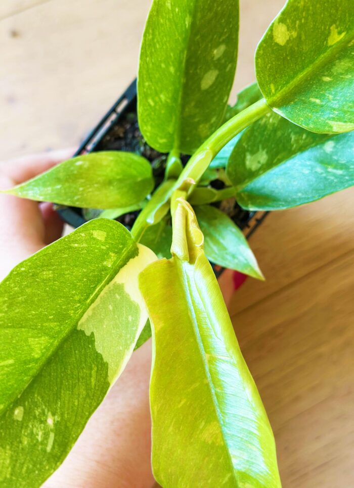 Philodendron Ring of Fire – 7cm Rare Potted Plant - Image 2