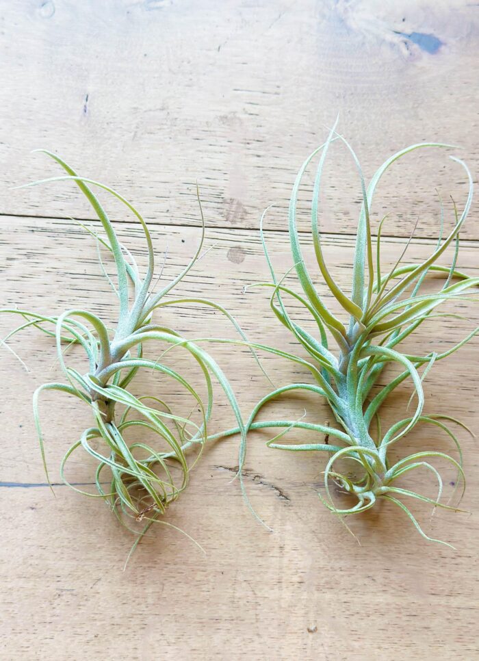 Tillandsia Incarnata (Queroensis) – Air Plant