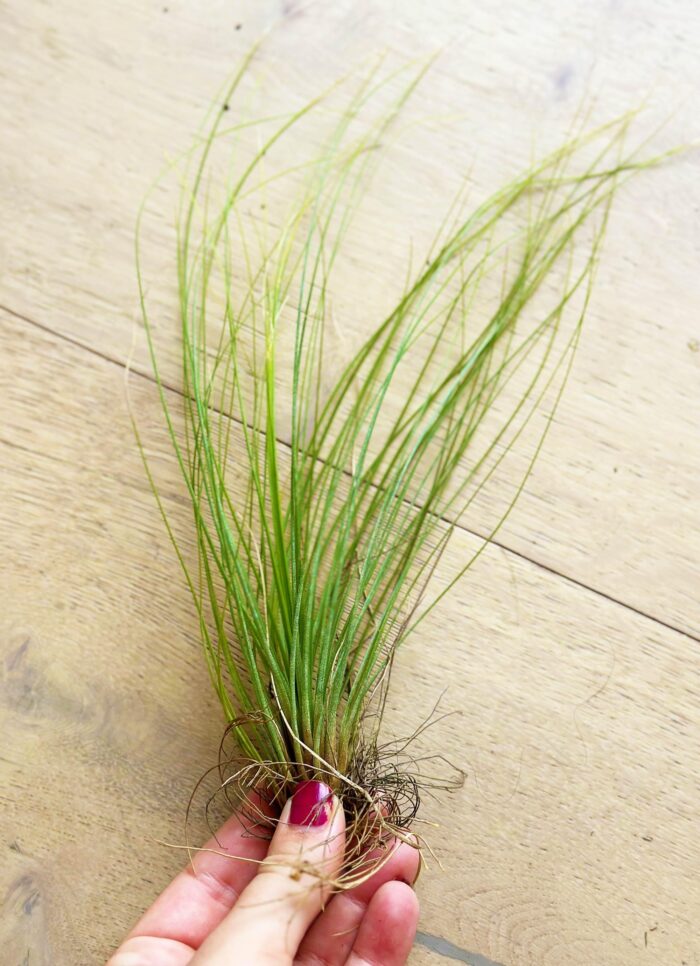 Tillandsia Juncifolia – Air Plant - Image 2