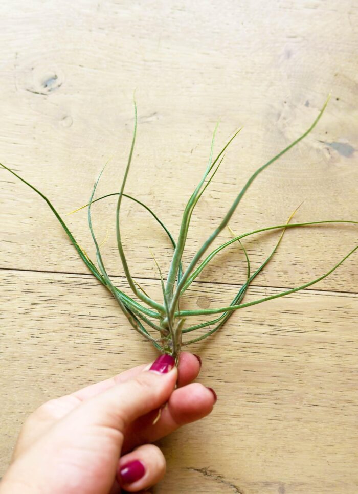 Tillandsia Schiedeana – Air Plant - Image 2