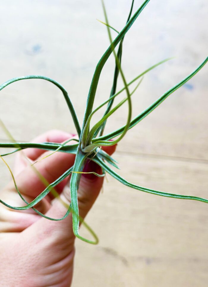 Tillandsia Schiedeana – Air Plant