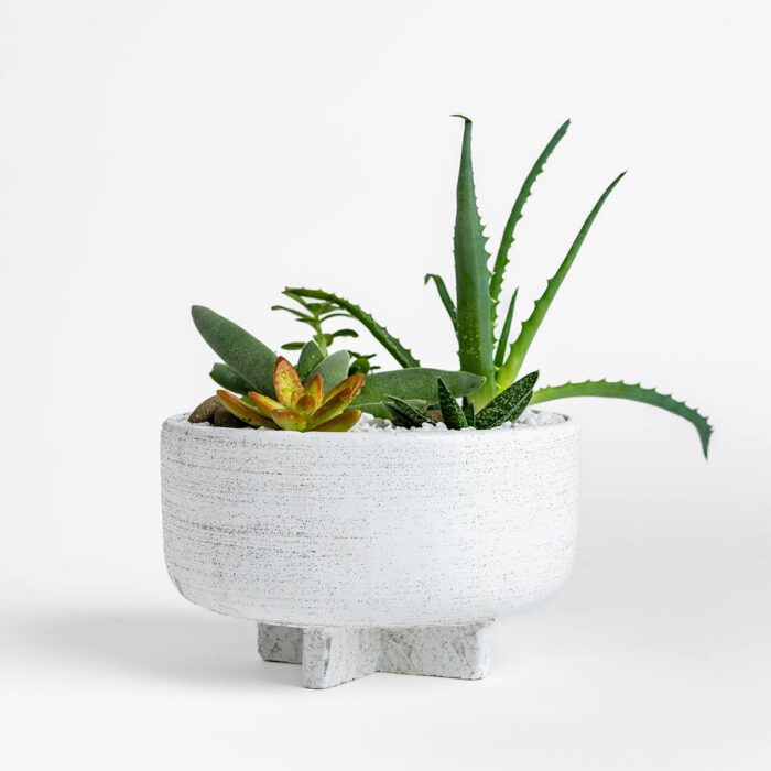 Icaria Succulent Bowl