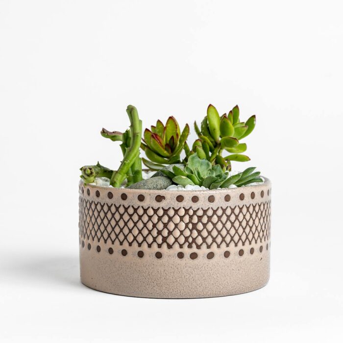 Thea Succulent Bowl