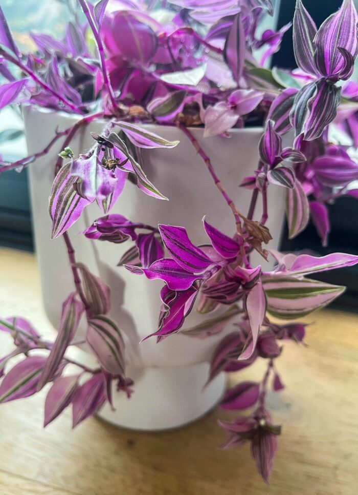 Cutting – Tradescantia Tricolor - Image 4