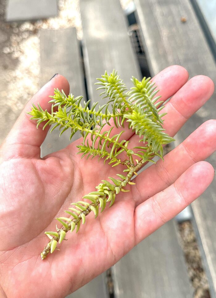 Cutting – Crassula Ericoides, Large Whipcord Succulent - Image 2