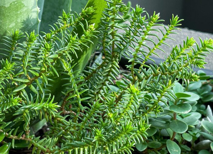Cutting – Crassula Ericoides, Large Whipcord Succulent
