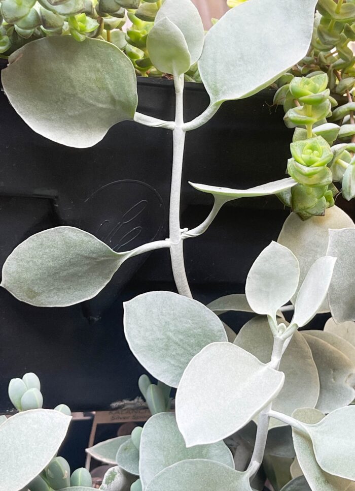 Cutting – Kalanchoe Silver Spoons - Image 2
