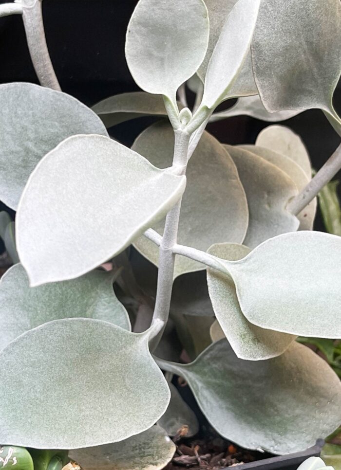 Cutting – Kalanchoe Silver Spoons