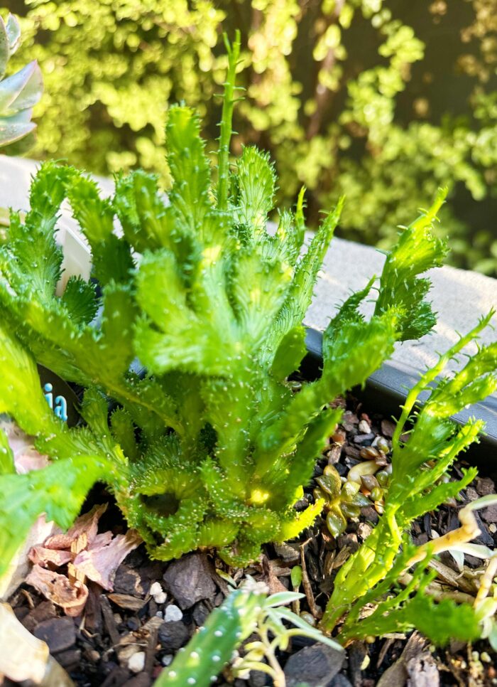 Cutting – Euphorbia Flanaganii Cristata, Crested Medusa's Head - Image 3