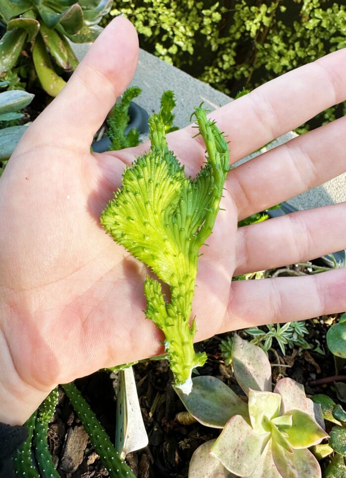 Cutting – Euphorbia Flanaganii Cristata, Crested Medusa's Head - Image 4