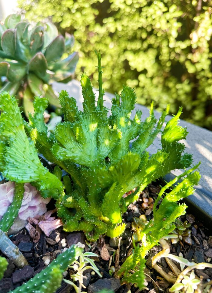 Cutting – Euphorbia Flanaganii Cristata, Crested Medusa's Head