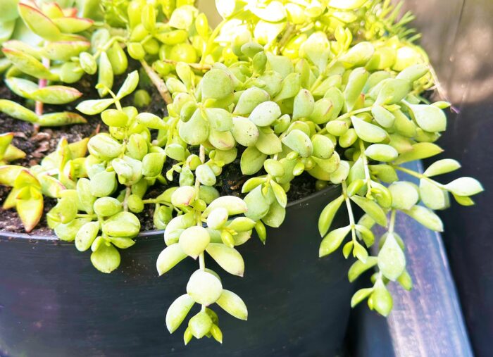 Cutting – Cotyledon Pendens - Image 3