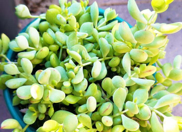 Cutting – Cotyledon Pendens