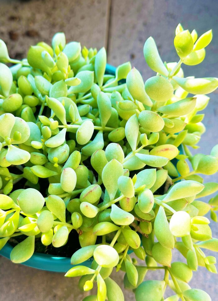 Cutting – Cotyledon Pendens - Image 2