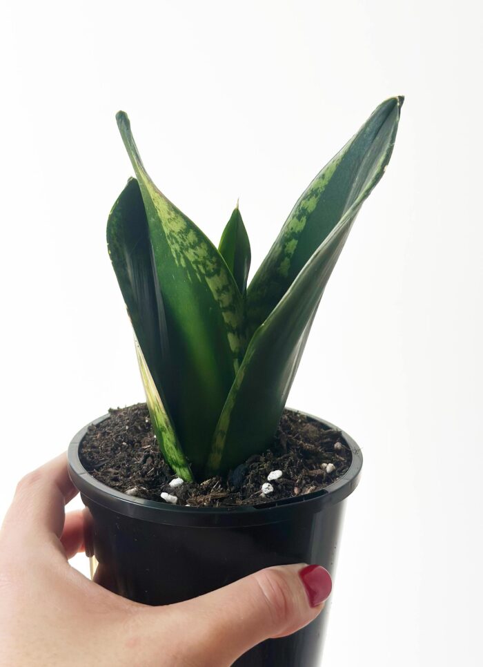 Sansevieria 'Whitney' Hahnii - 10cm Potted Plant - Image 4