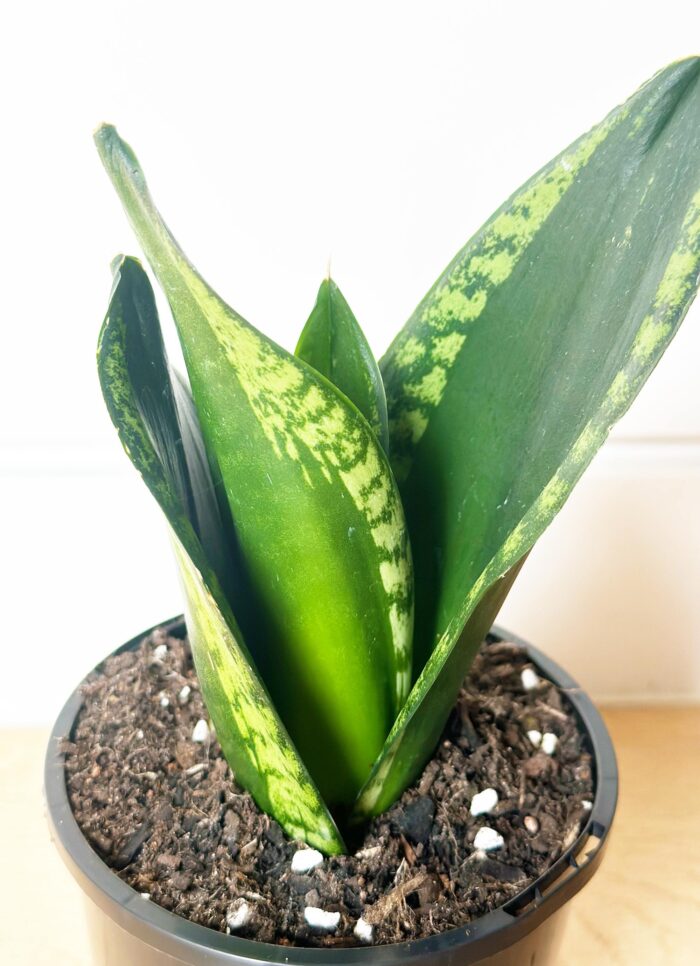 Sansevieria 'Whitney' Hahnii - 10cm Potted Plant - Image 3