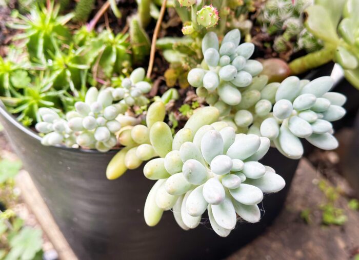 Cutting – Pachyphytum 'Baby Finger'