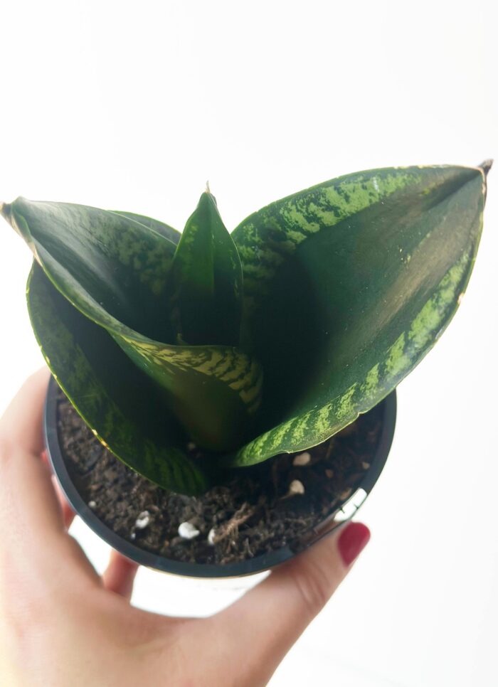Sansevieria 'Whitney' Hahnii - 10cm Potted Plant - Image 2
