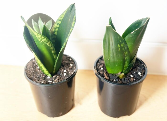 Sansevieria 'Whitney' Hahnii - 10cm Potted Plant